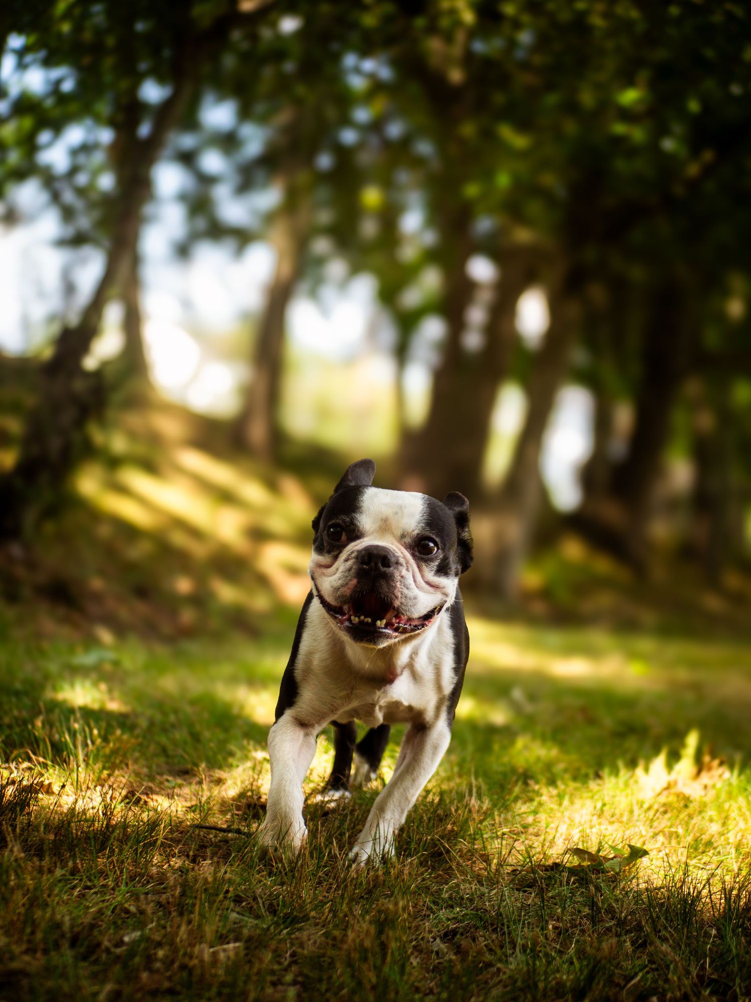 A Boston Terrier dog runs playfully through a sunlit forest path with golden light filtering through the trees.