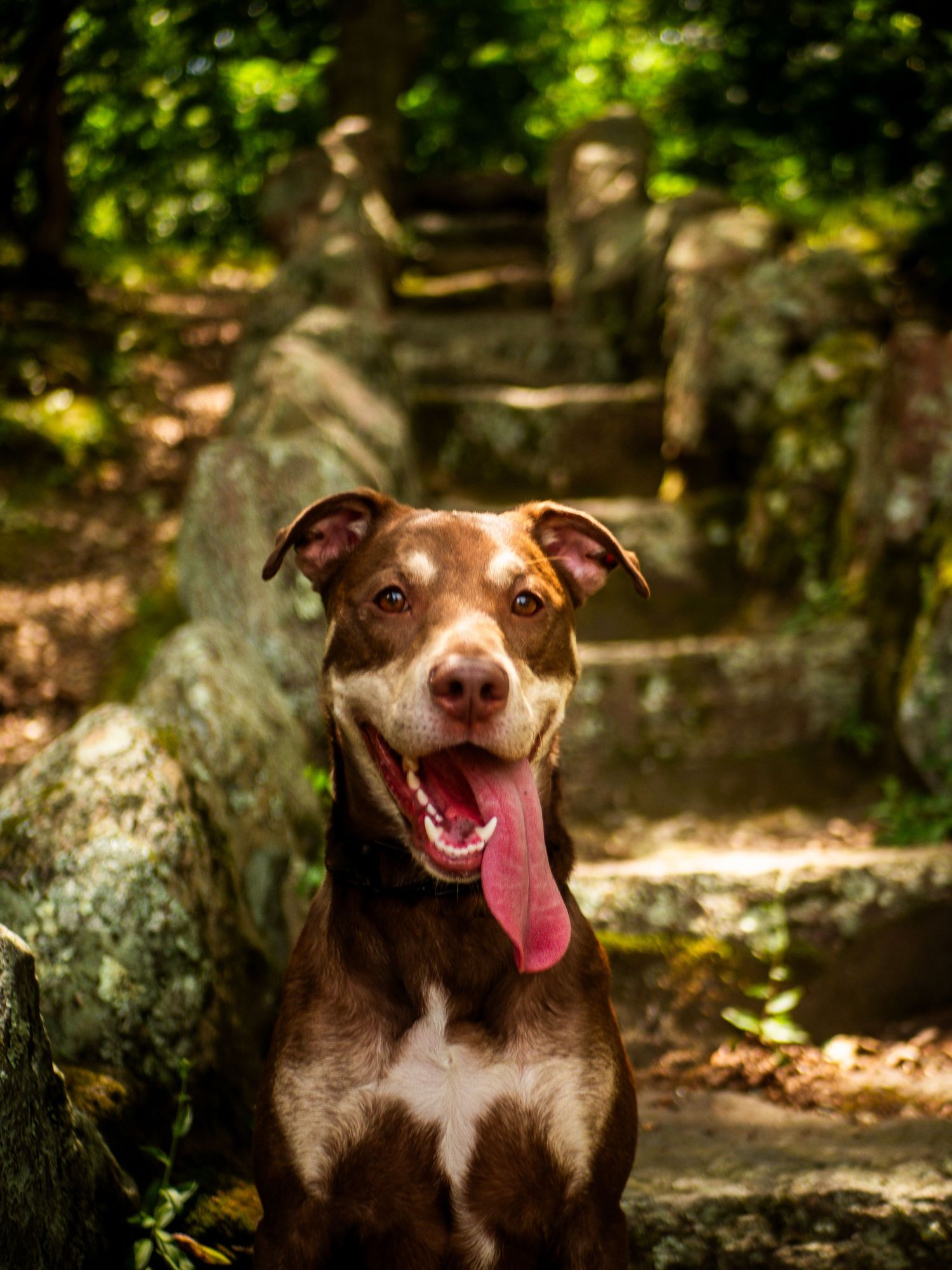 Happy brown and white pitbull mix dog smiling on forest trail with rocks and green foliage in background.