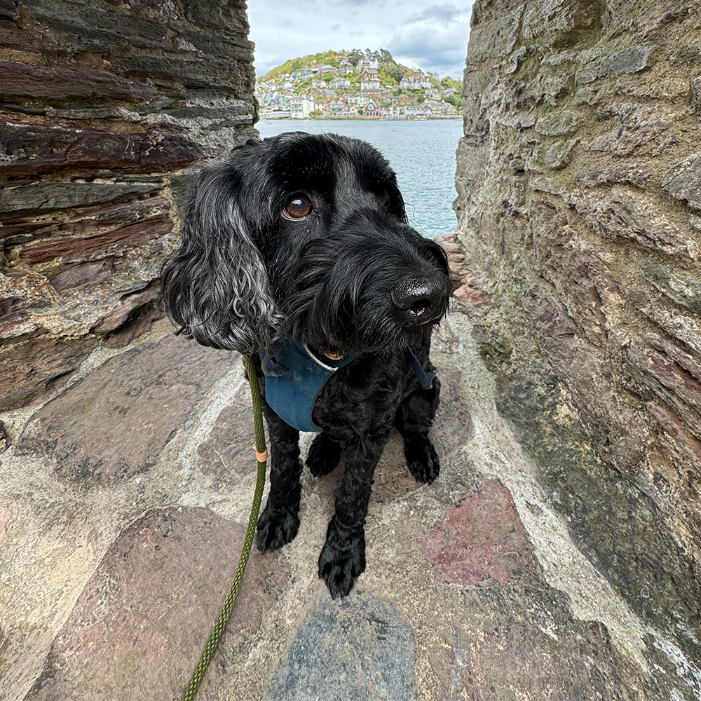 Black spaniel dog wearing a blue harness peeks through rocky stone walls with a coastal village visible in background.