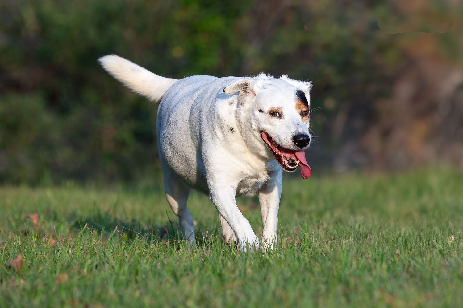 Professional pet photography services from Pawfect Moments Photography, Pam Horn Photographer.  Photographed at Lake Livingston State Park
