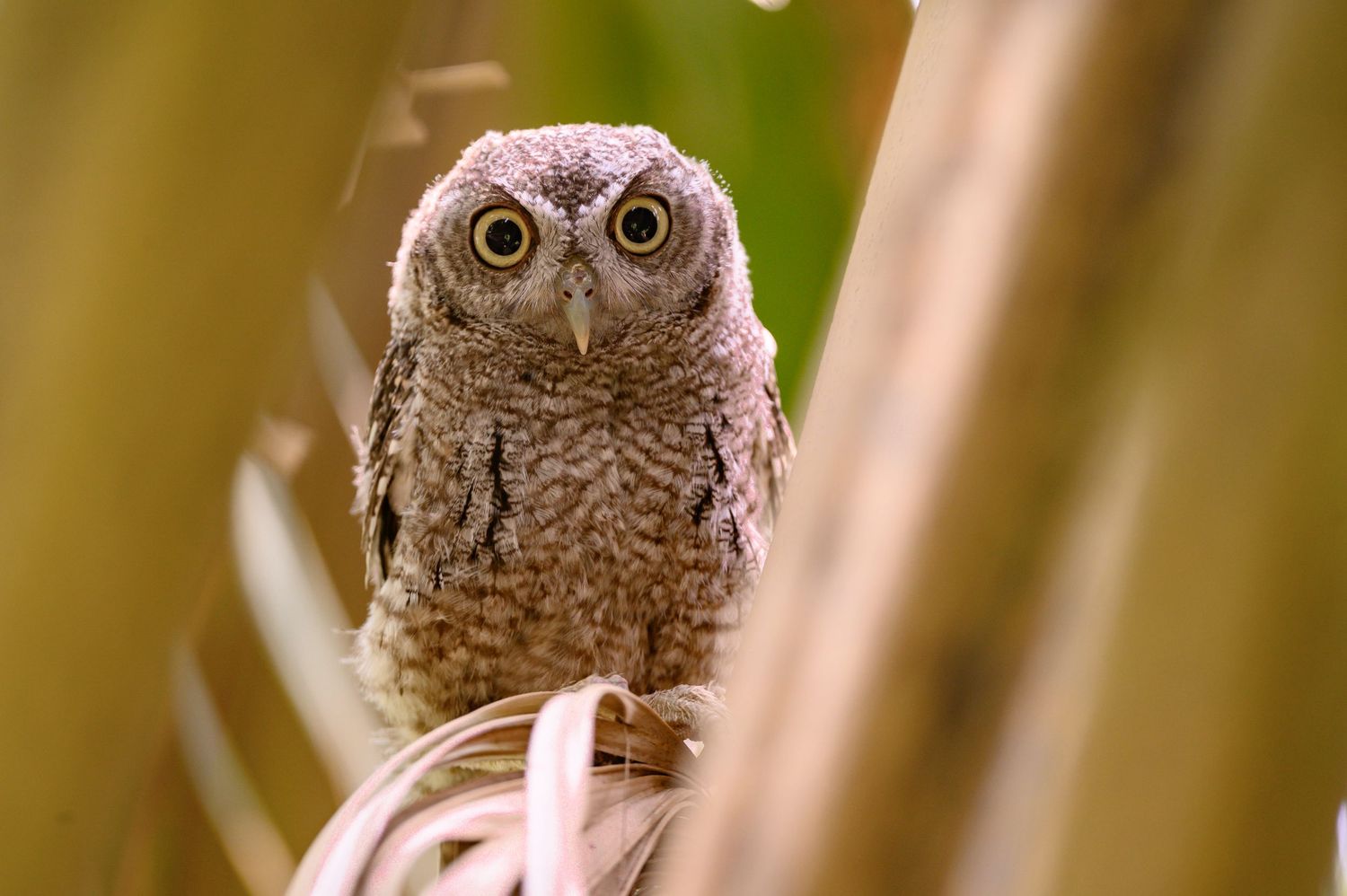 Wildlife: Owl
