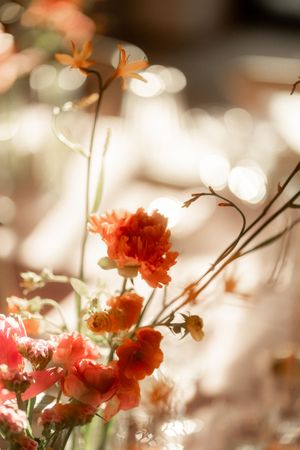 Soft-focus orange and coral flowers with dreamy bokeh light in a warm floral arrangement.