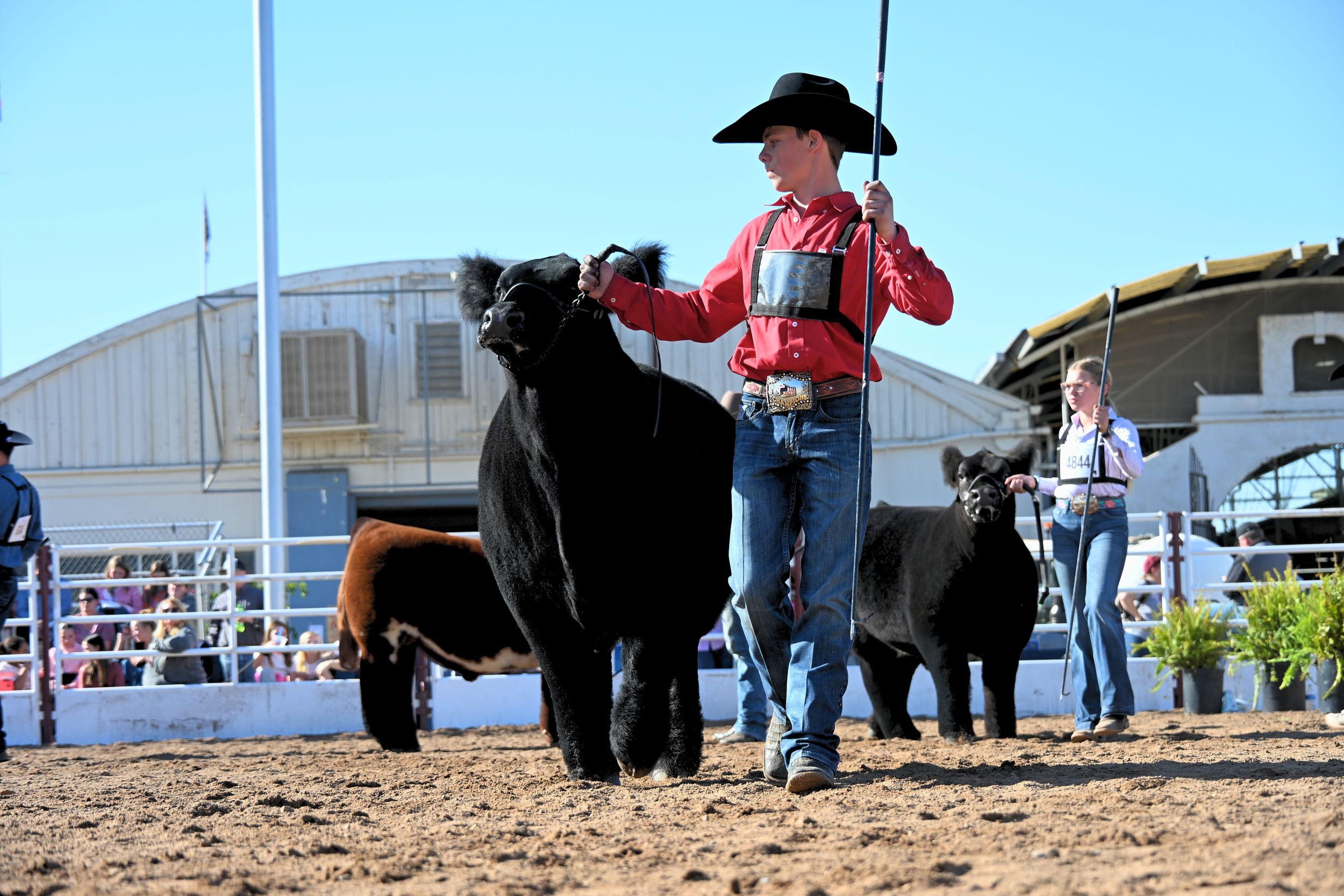 Arizona National Livestock Show 2025