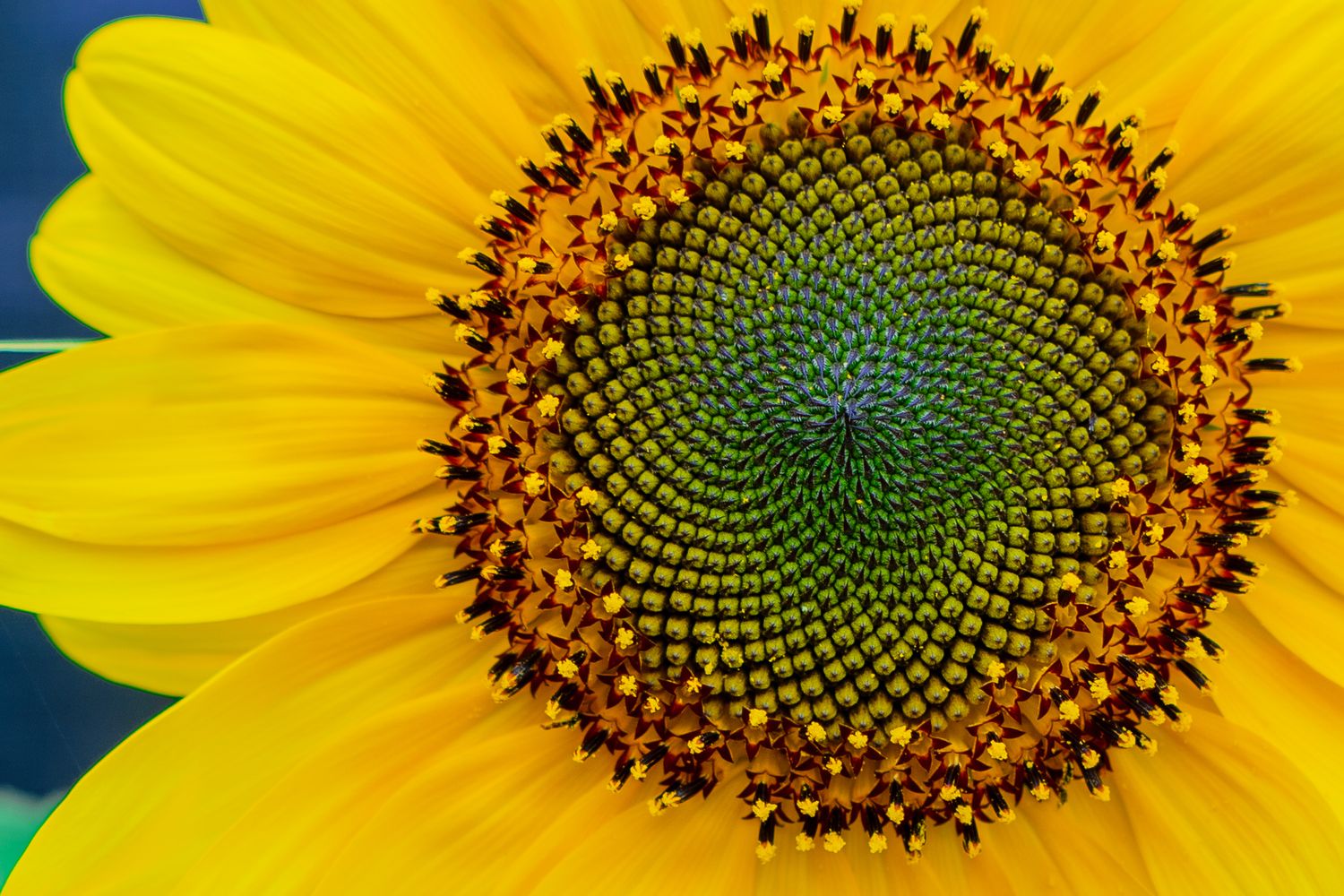 Macro photograph highlighting the perfect spiral arrangement of seeds in a blooming sunflower's center disk.