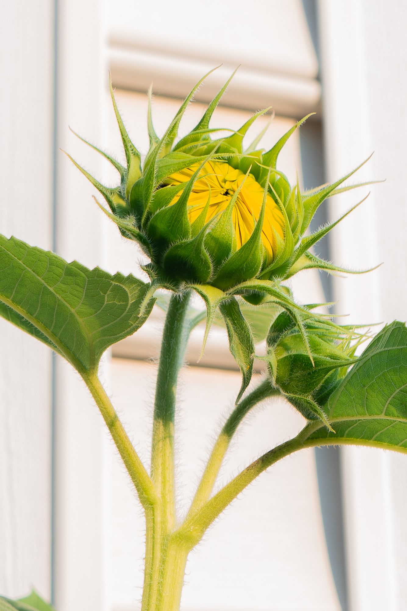 Multiple shots of sunflower stems and buds against a white fence background.