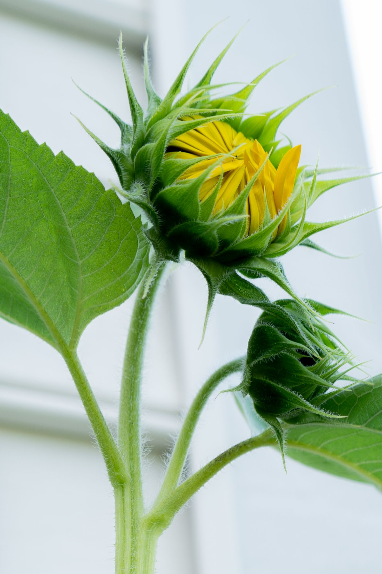 Series showing green sunflower stems and leaves against a light background.