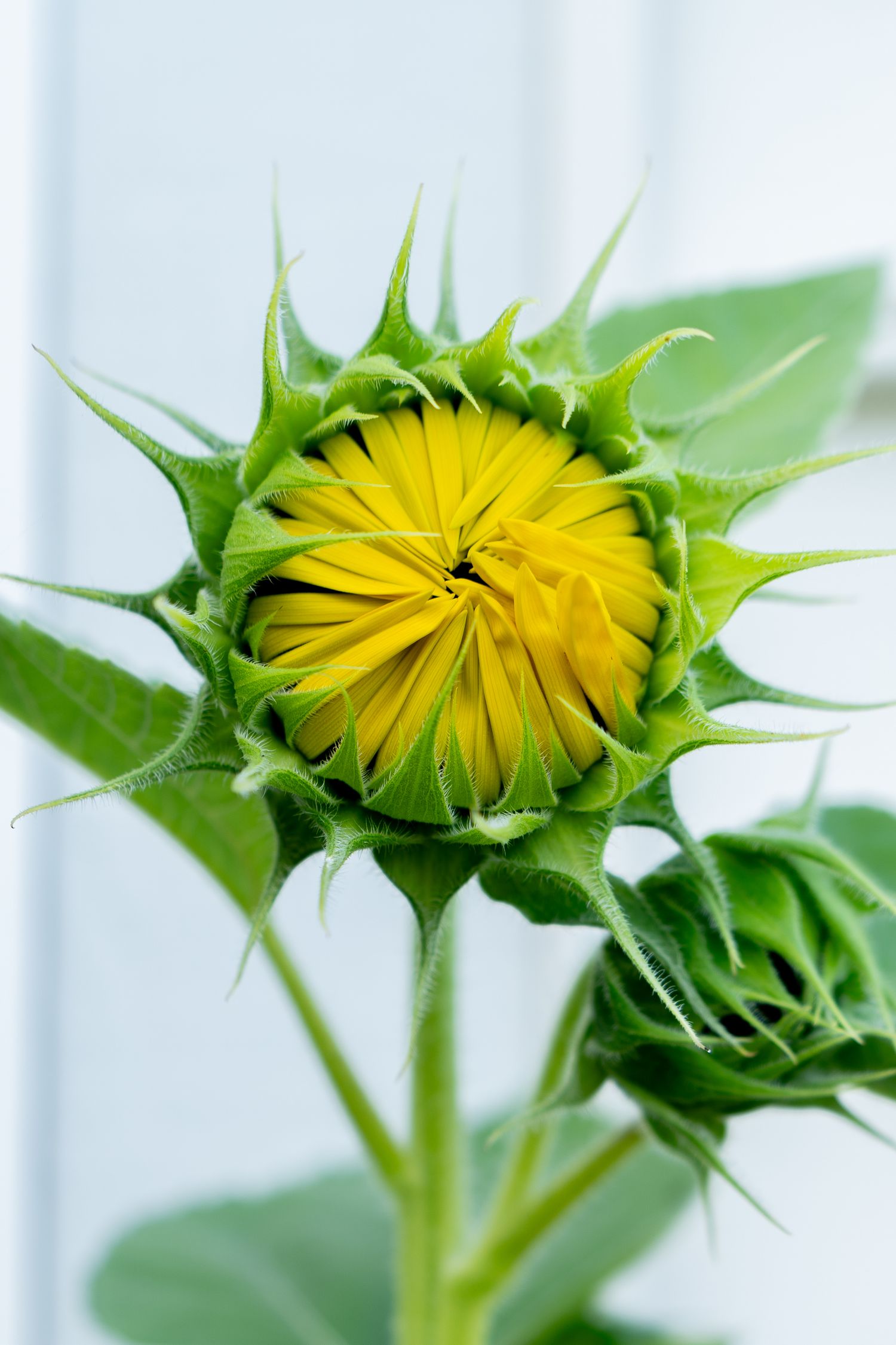 Sequence showing a young sunflower bud gradually opening against a white background.