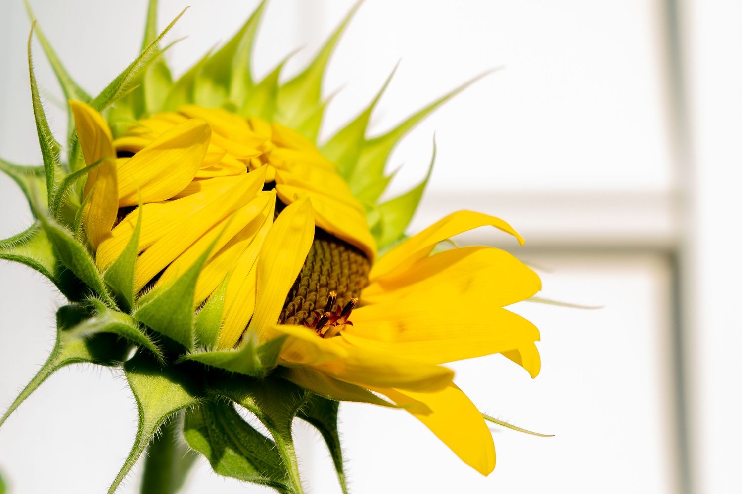 Sunflower bud gradually opening to reveal yellow petals against a light background.