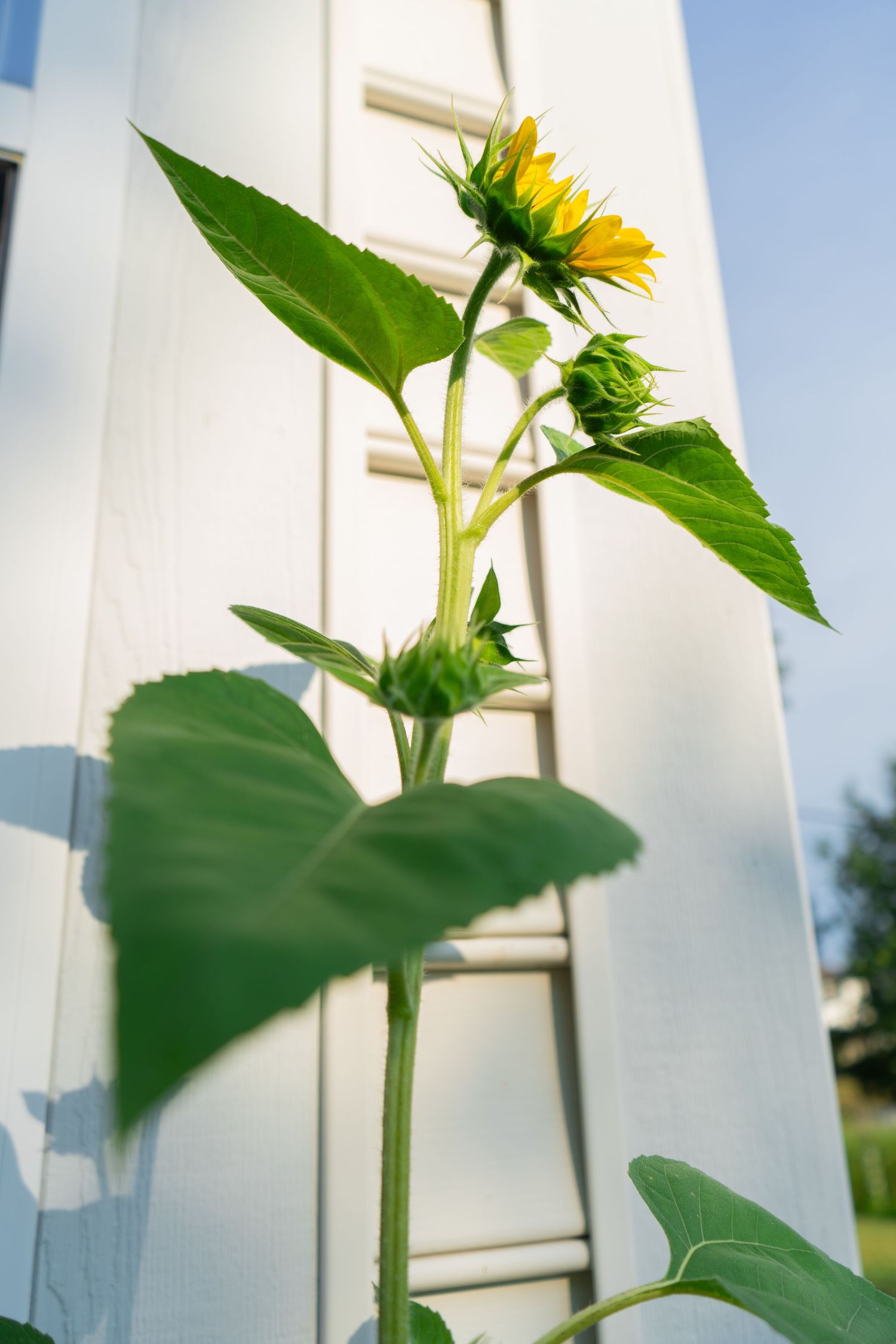 Tall sunflower plant growing upward against white fence panels in natural lighting.