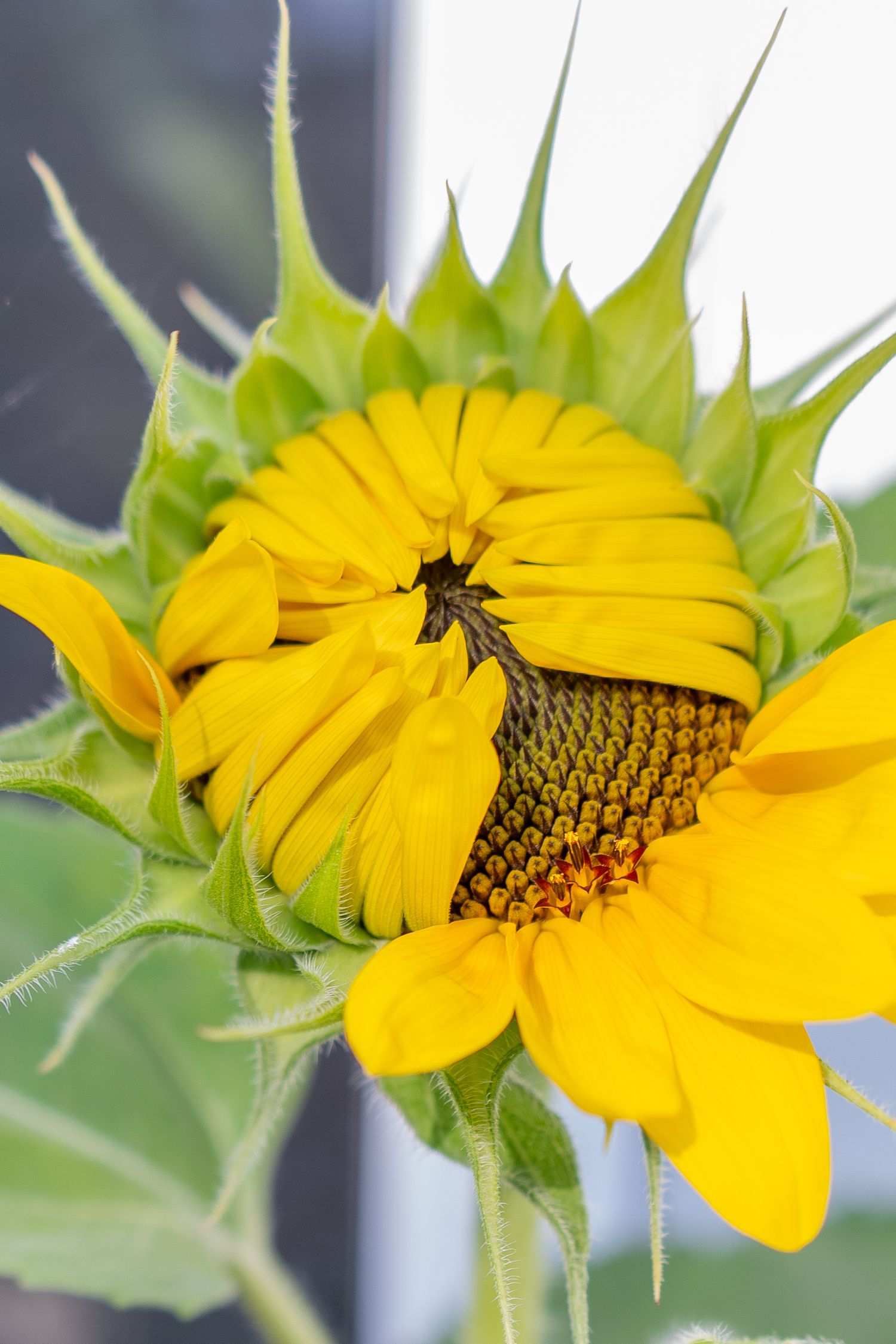 Detailed progression of sunflower bloom opening from side view showing yellow petals and dark center.