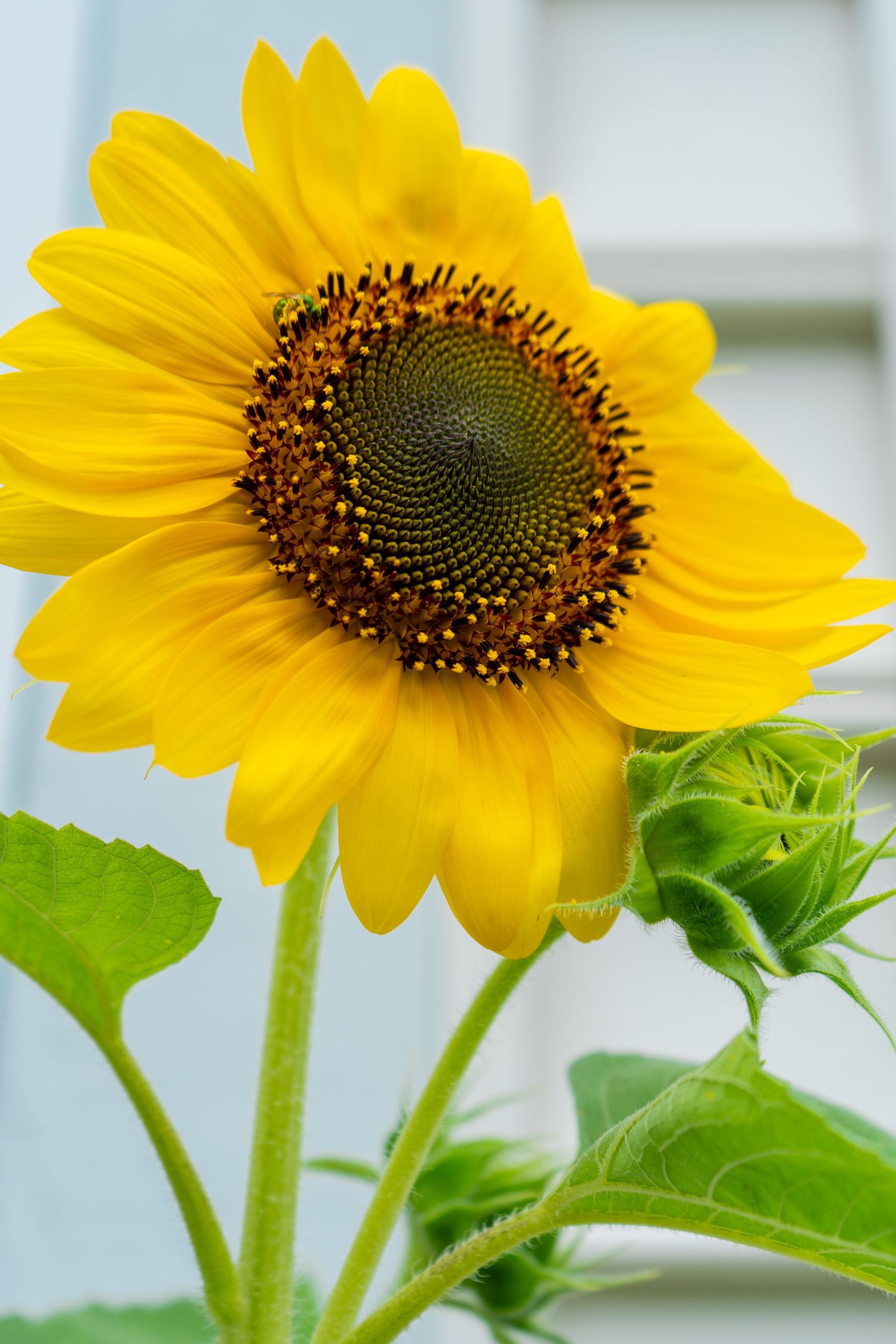 Close-up sequence of a bright yellow sunflower bloom showing intricate spiral pattern of seeds and petals.