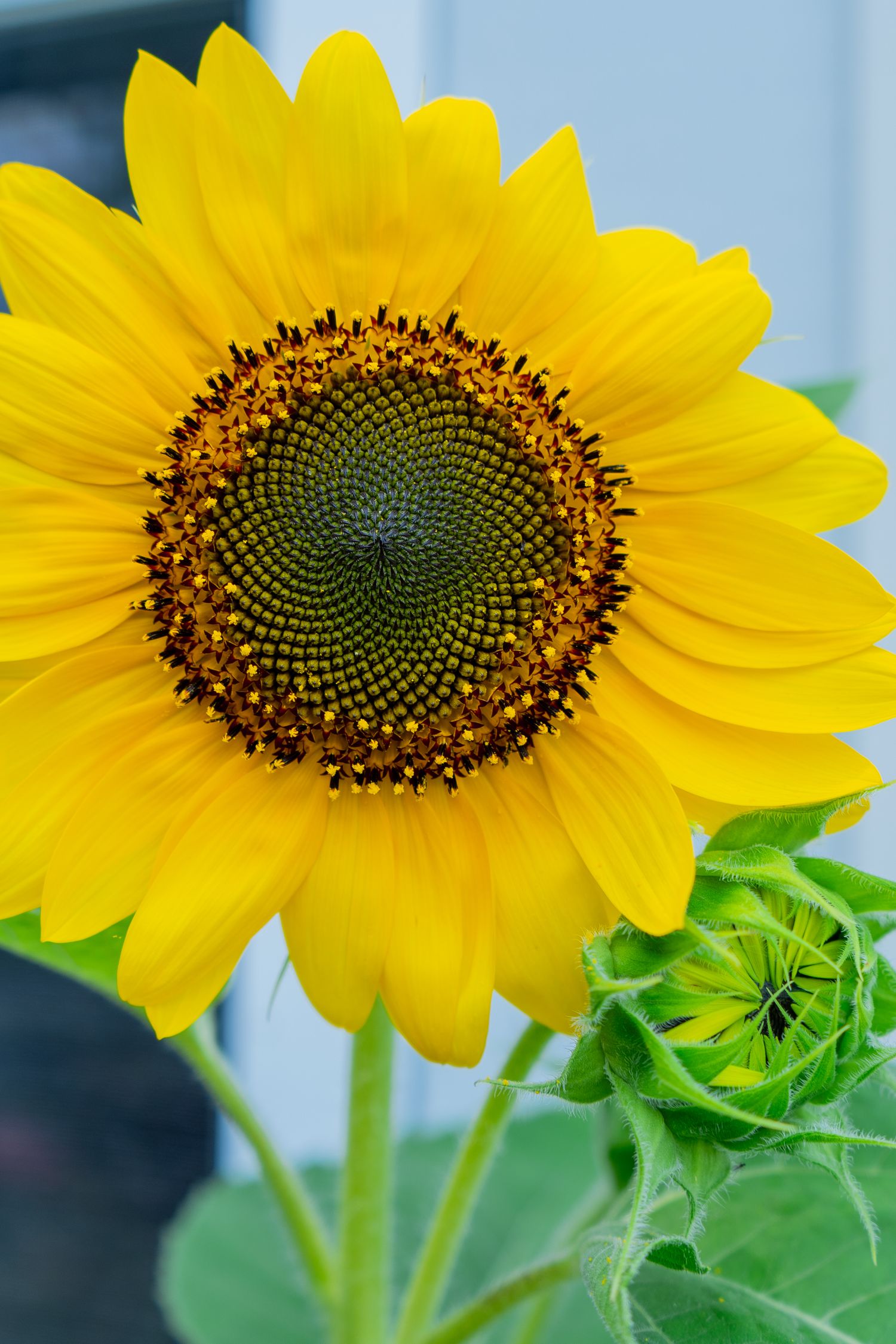 Macro view of sunflower center showing Fibonacci spiral pattern of seeds surrounded by bright yellow petals.