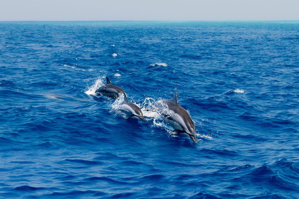 Pod of dolphins jumping and swimming in blue ocean waters.