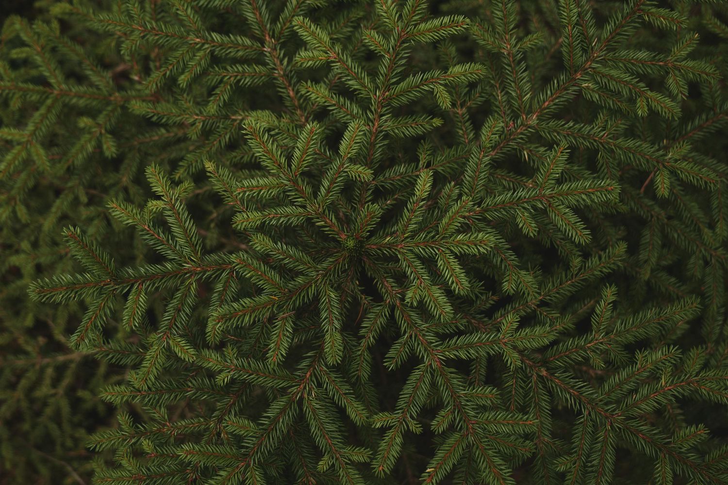Dense green pine trees at a Christmas tree farm with a soft sky background.