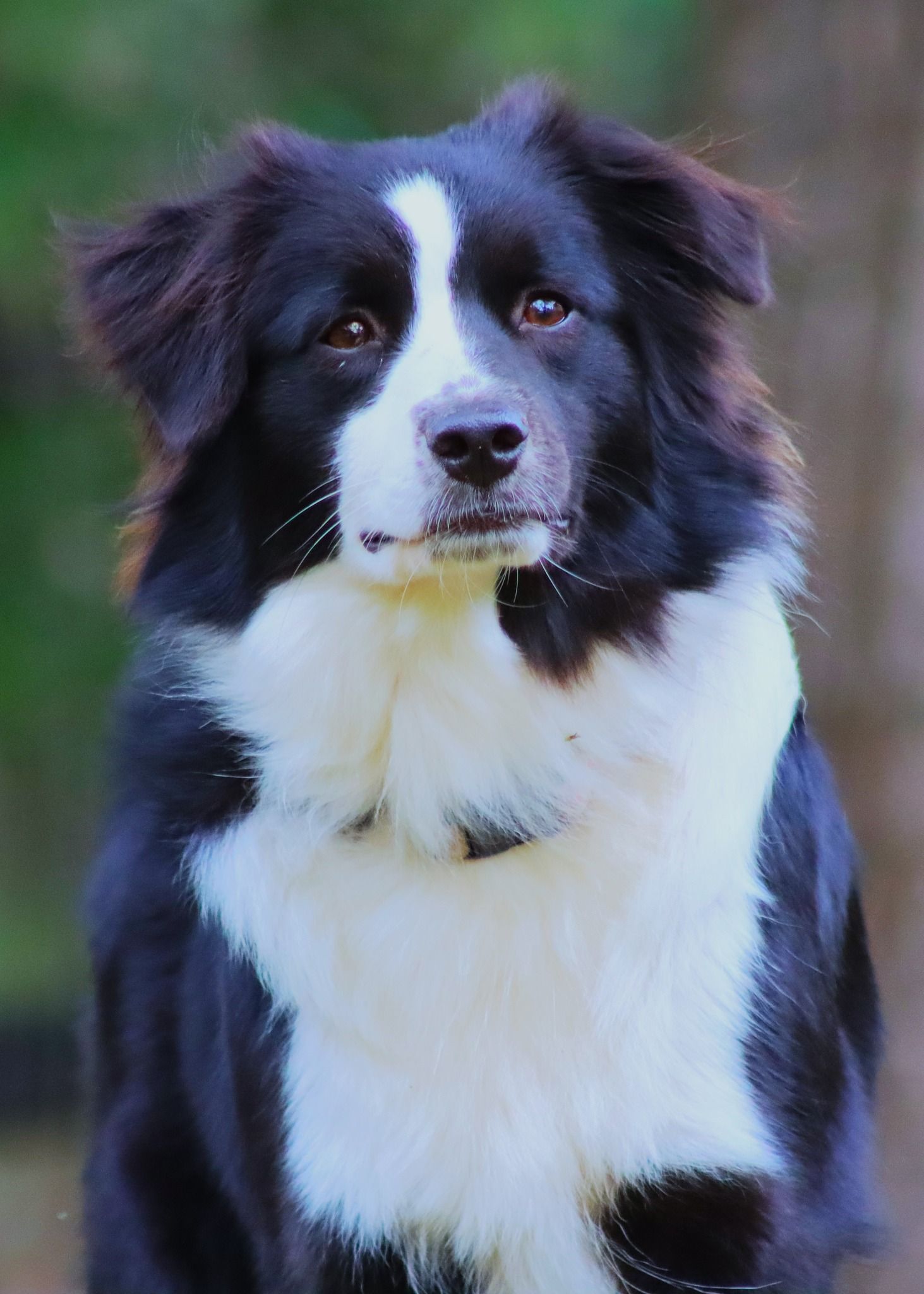 Pet lifestyle photos Fayetteville, TN