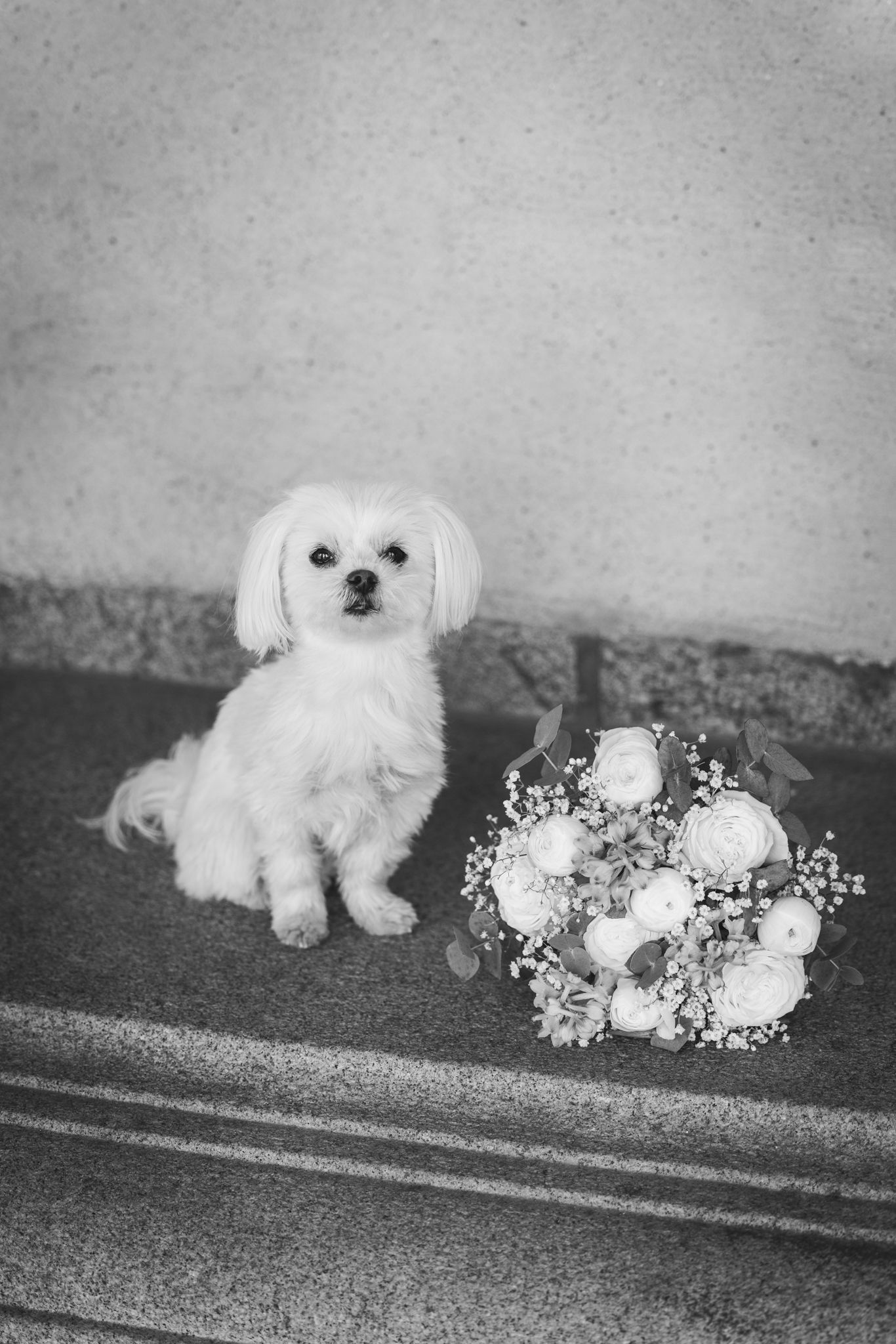 Black and white photo of a fluffy white Maltese dog sitting on steps beside a bridal bouquet of roses.