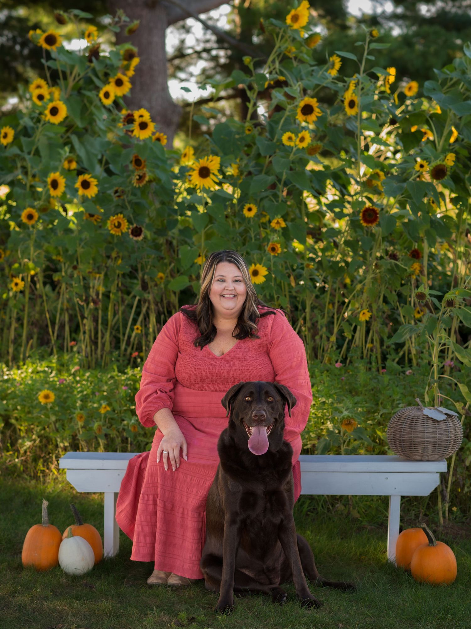 Beautiful sunflower field setting with pumpkins and bench during golden hour.