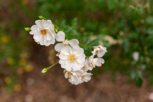 Delicate white cherry blossoms with yellow centers bloom against a blurred green background in spring.