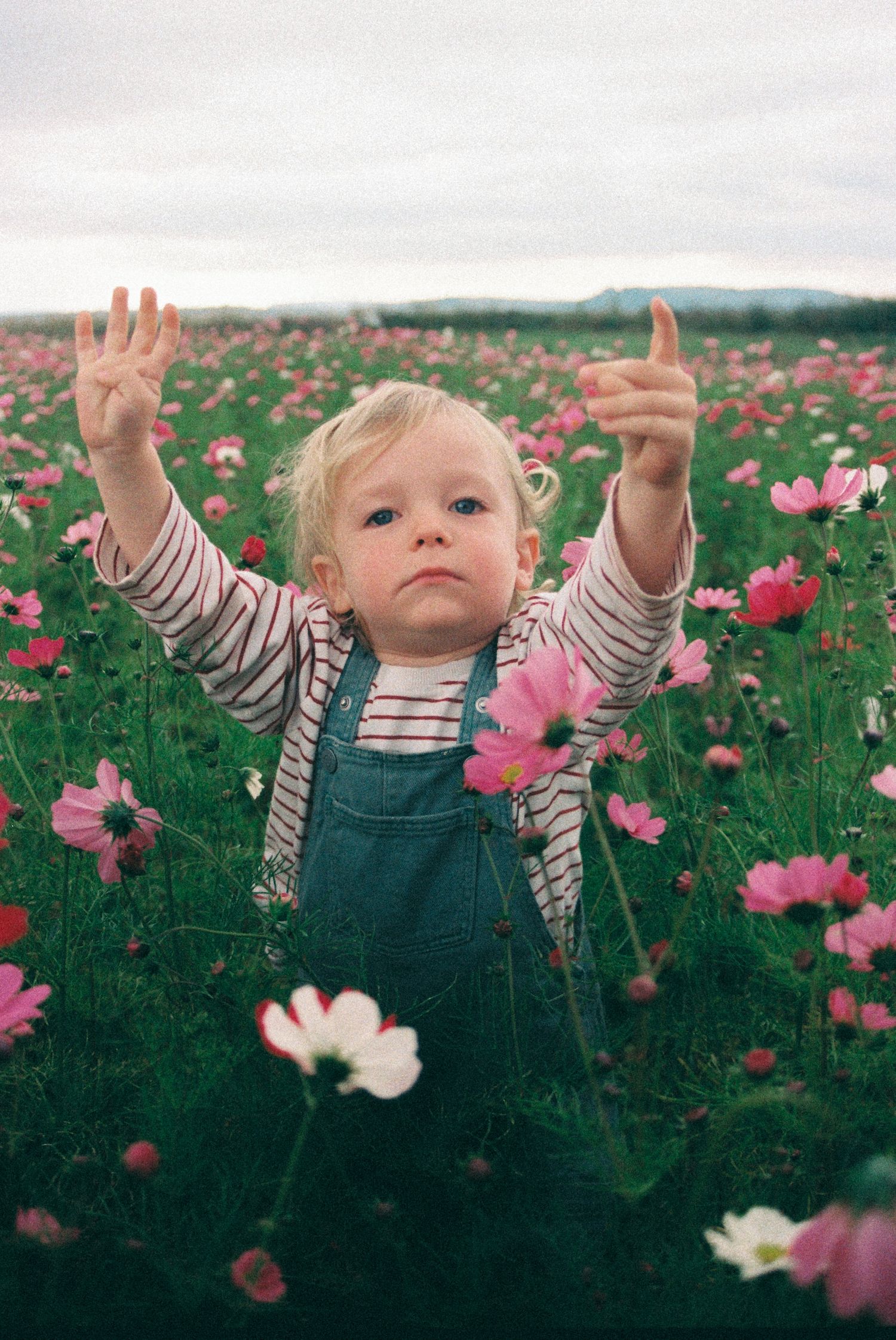 Toddler in denim overalls raises arms joyfully in a vibrant pink cosmos flower field.