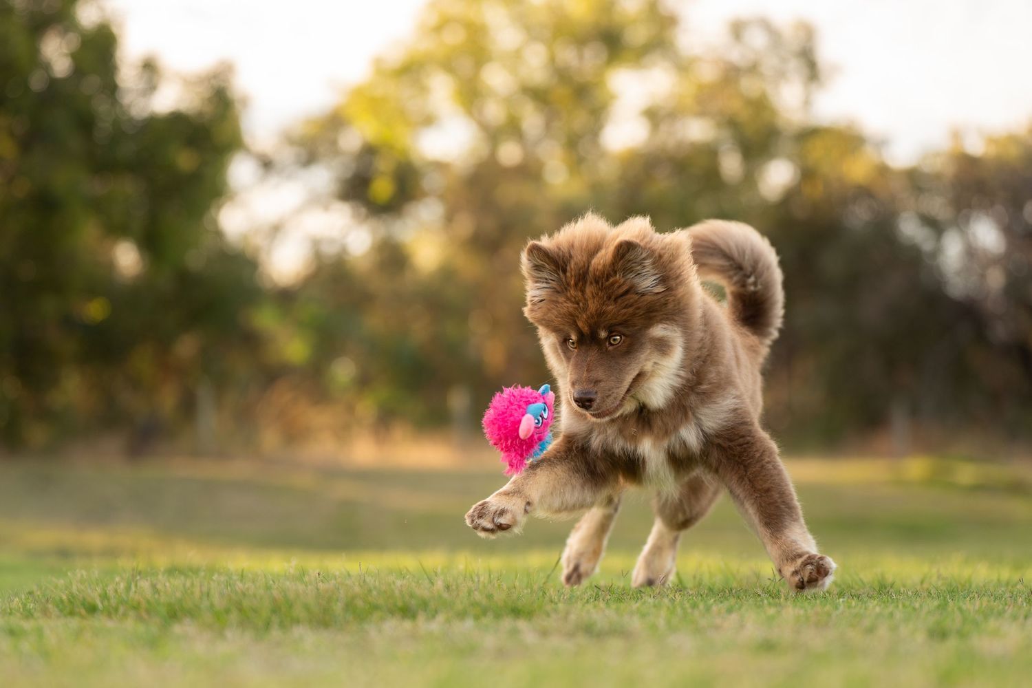 A Finnish Lapphund Puppy dog chasing a pink ball in a grassy field during golden hour.