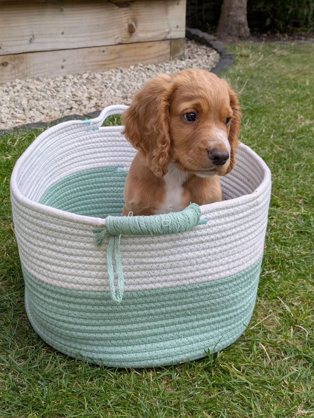 Adorable golden cocker spaniel puppy sitting in a mint green and white rope storage basket on grass.