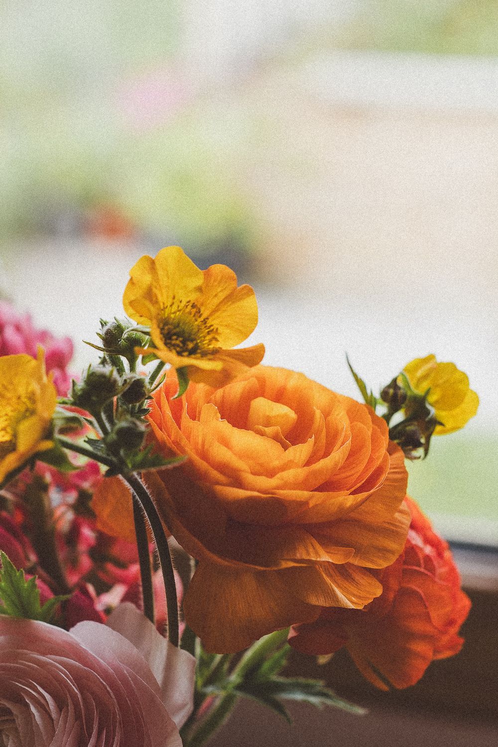 Close-up view of vibrant orange ranunculus flowers with blurred background in soft natural lighting.