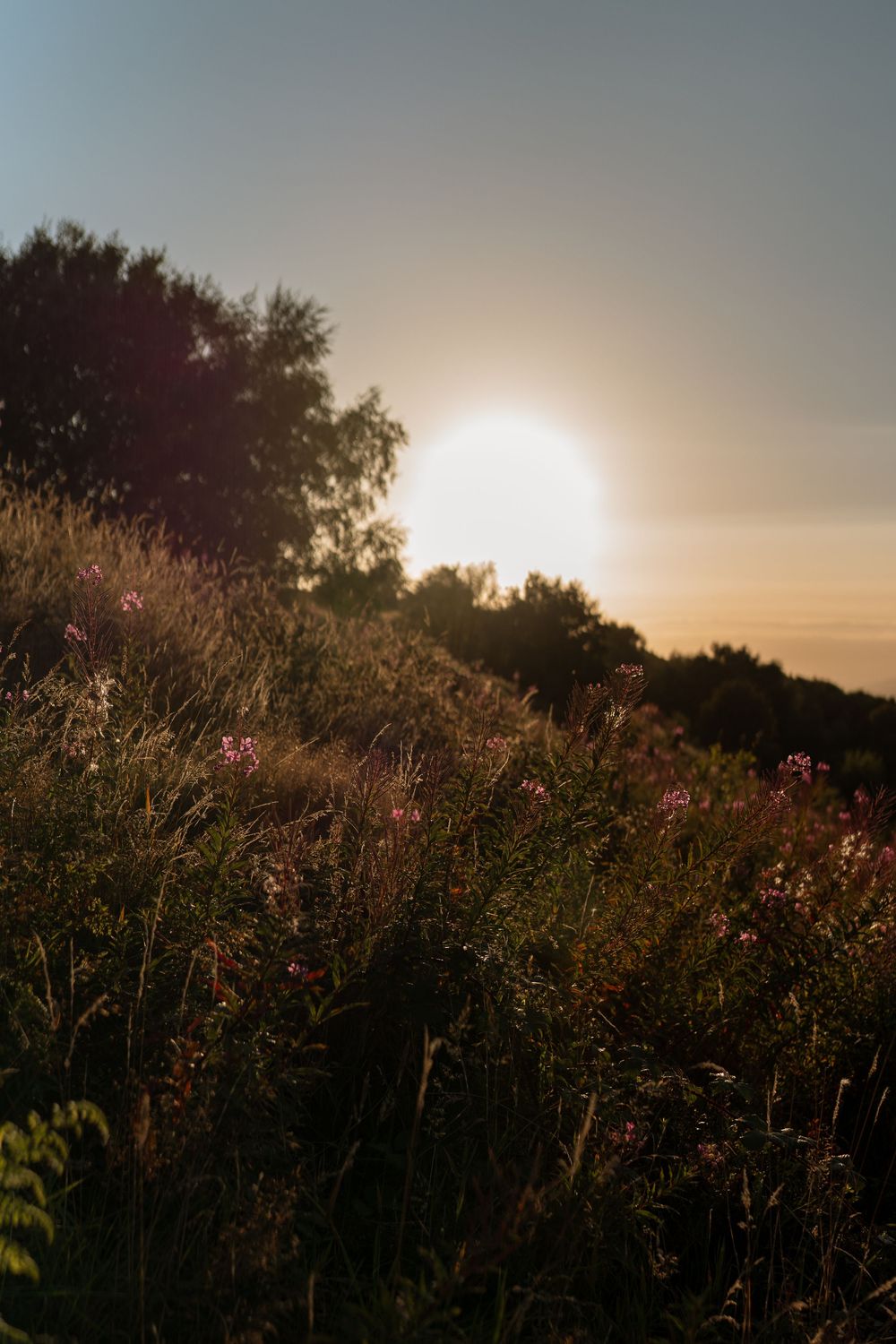 Silhouetted wildflowers and trees against a misty sunset sky create a dreamy natural landscape.