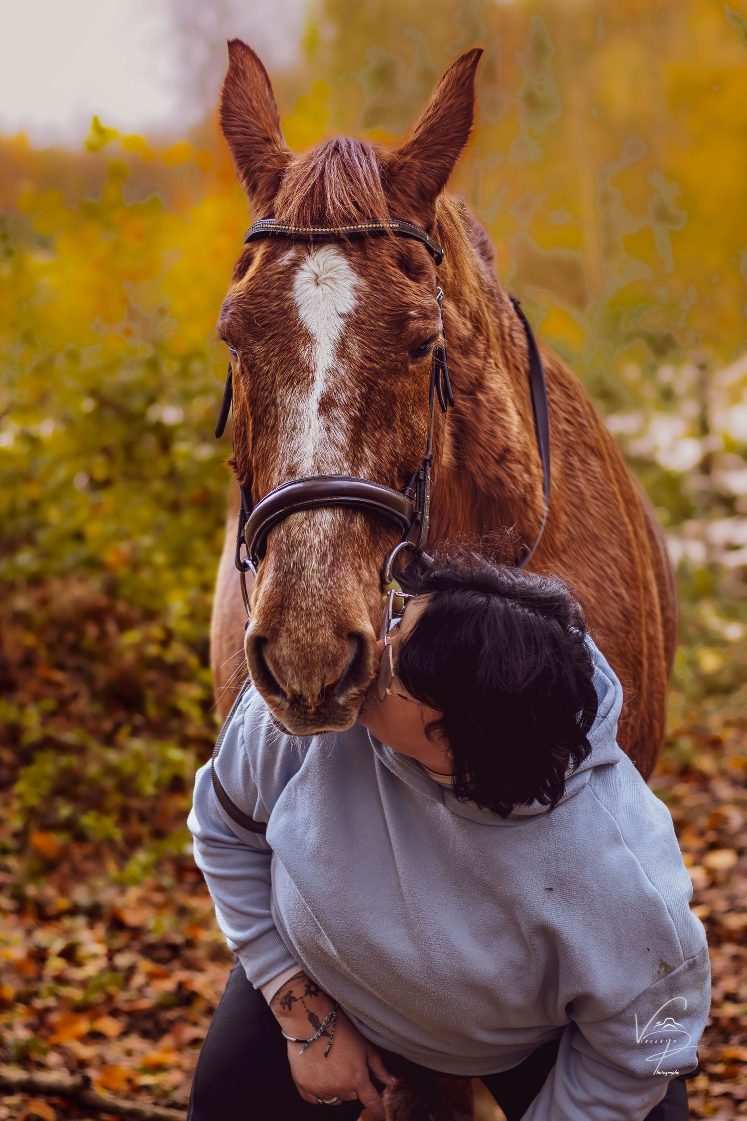Brown horse wearing a light gray garment in an autumn setting.