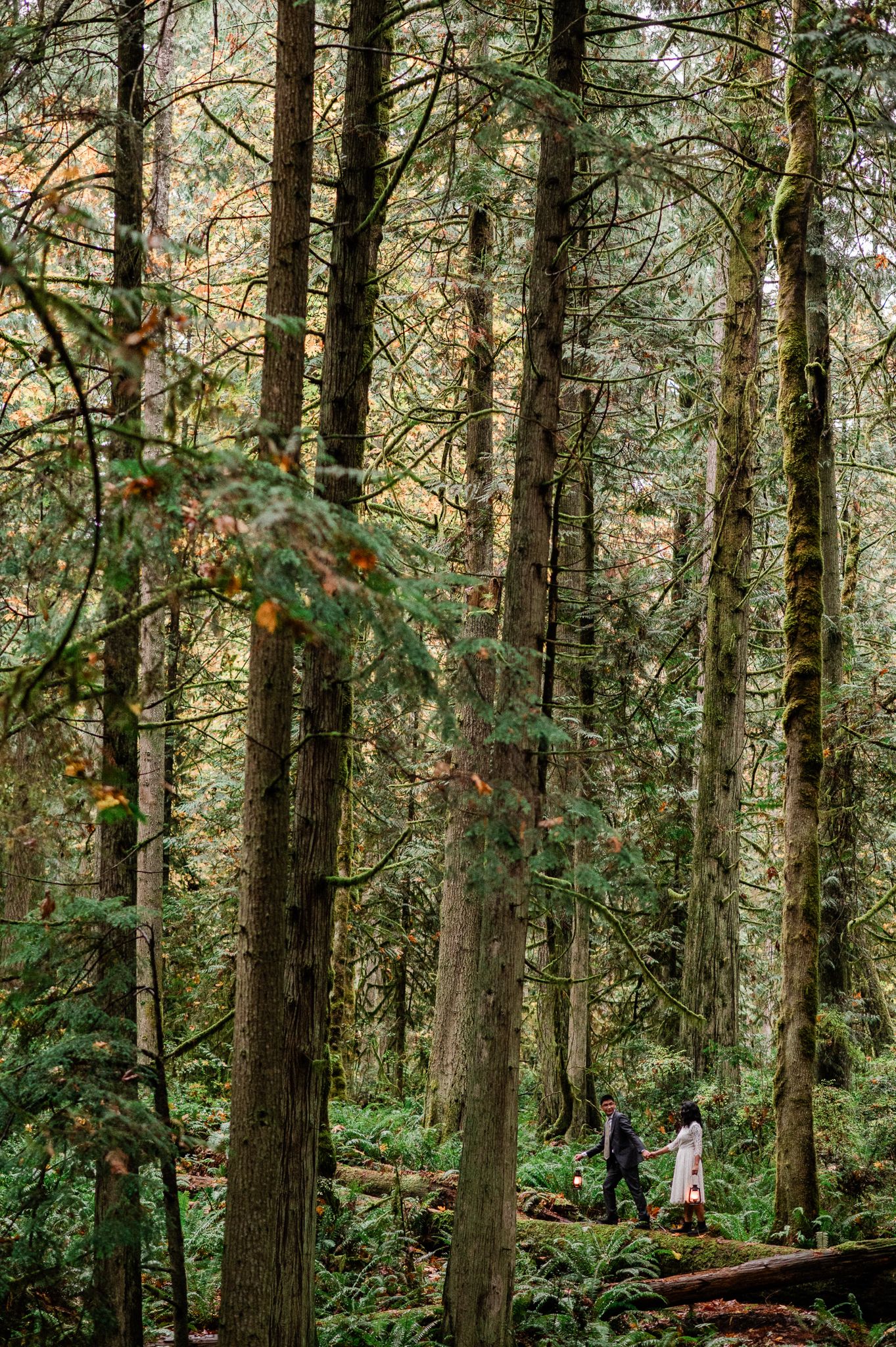 Bride and groom explore a lush Pacific Northwest forest with tall evergreen trees and dense undergrowth along a woodland trail.