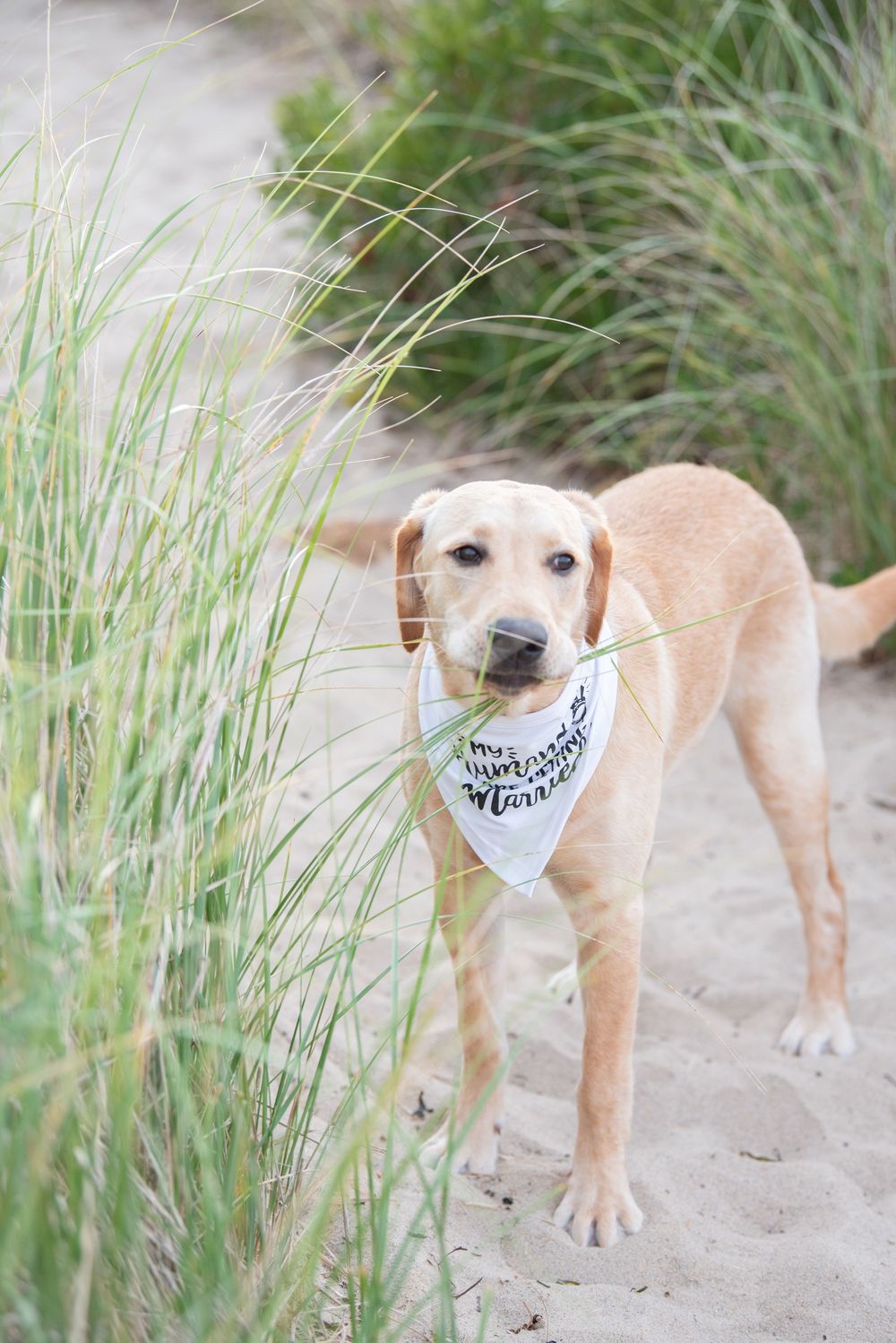 Yellow lab wearing bandana poses on sandy path with beach grass.