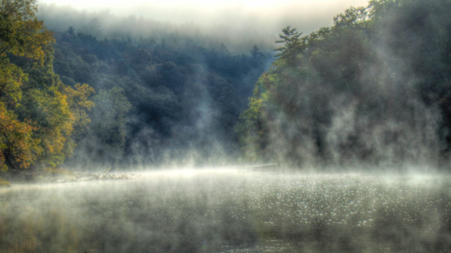 river fog and an old forest