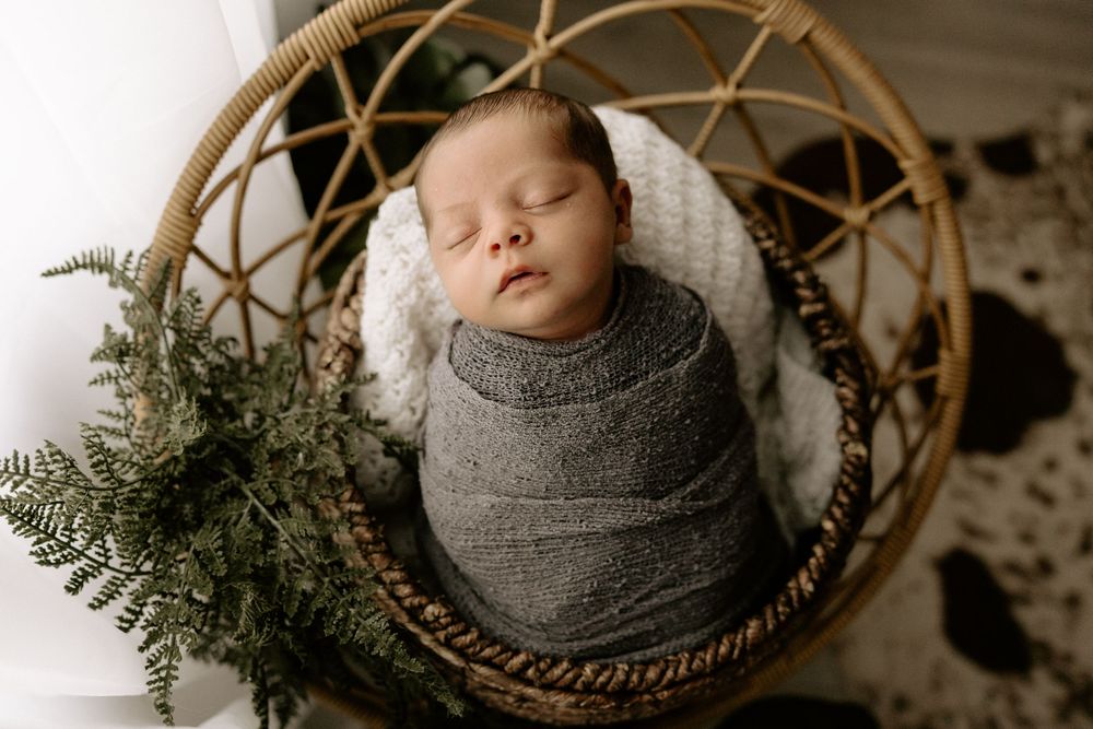 Newborn baby swaddled in gray blanket lying in woven basket with evergreen branches for holiday photo session.