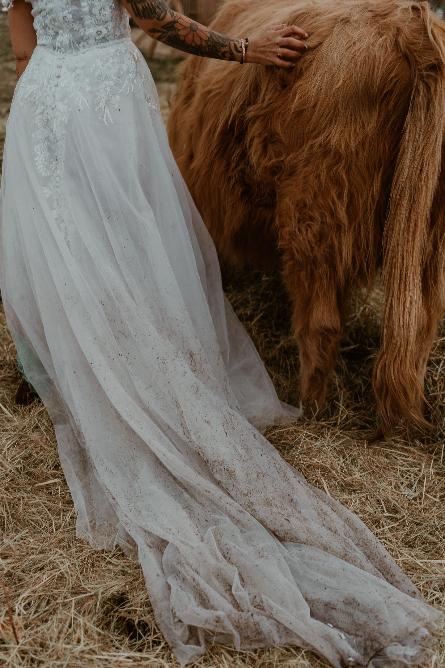 Detail shots of dress and highland cow.