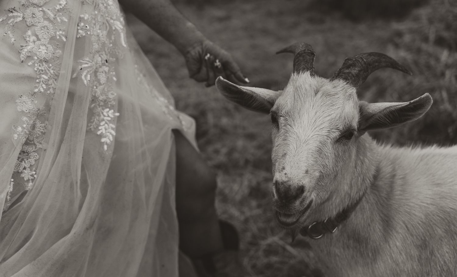 Friendly goat posing for photo.