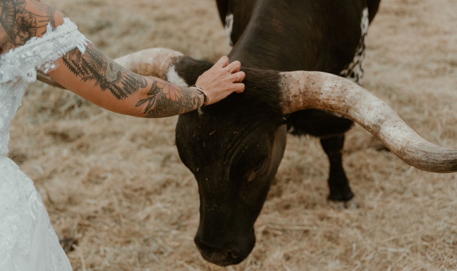 colorized photo of bull getting scratches.