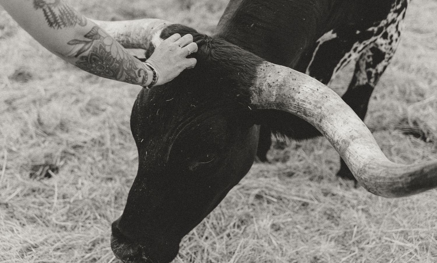 The owner gently pets a calm bull, he relaxes as it enjoys the affectionate touch in a peaceful rural setting.