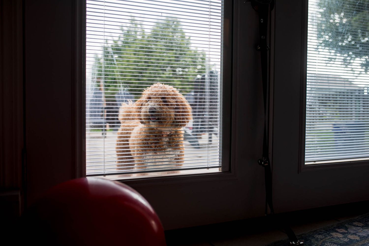 A fluffy golden dog peeks through a window with venetian blinds, viewed from inside a room.
