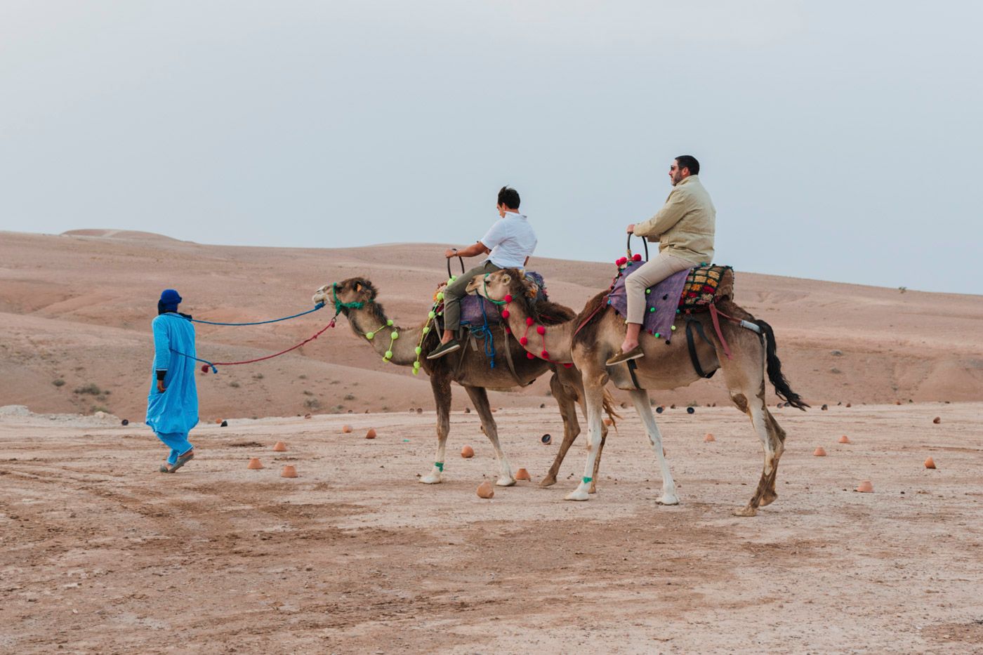 Tourists ride camels across sandy desert landscape while local guide in blue robe leads the way in Morocco.