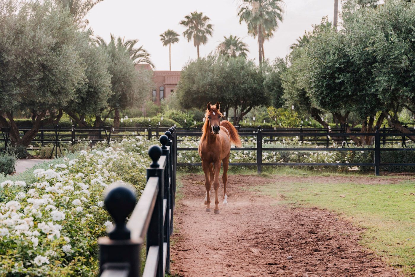 A chestnut horse walks along a dirt path bordered by palm trees and white flowers in a manicured garden.