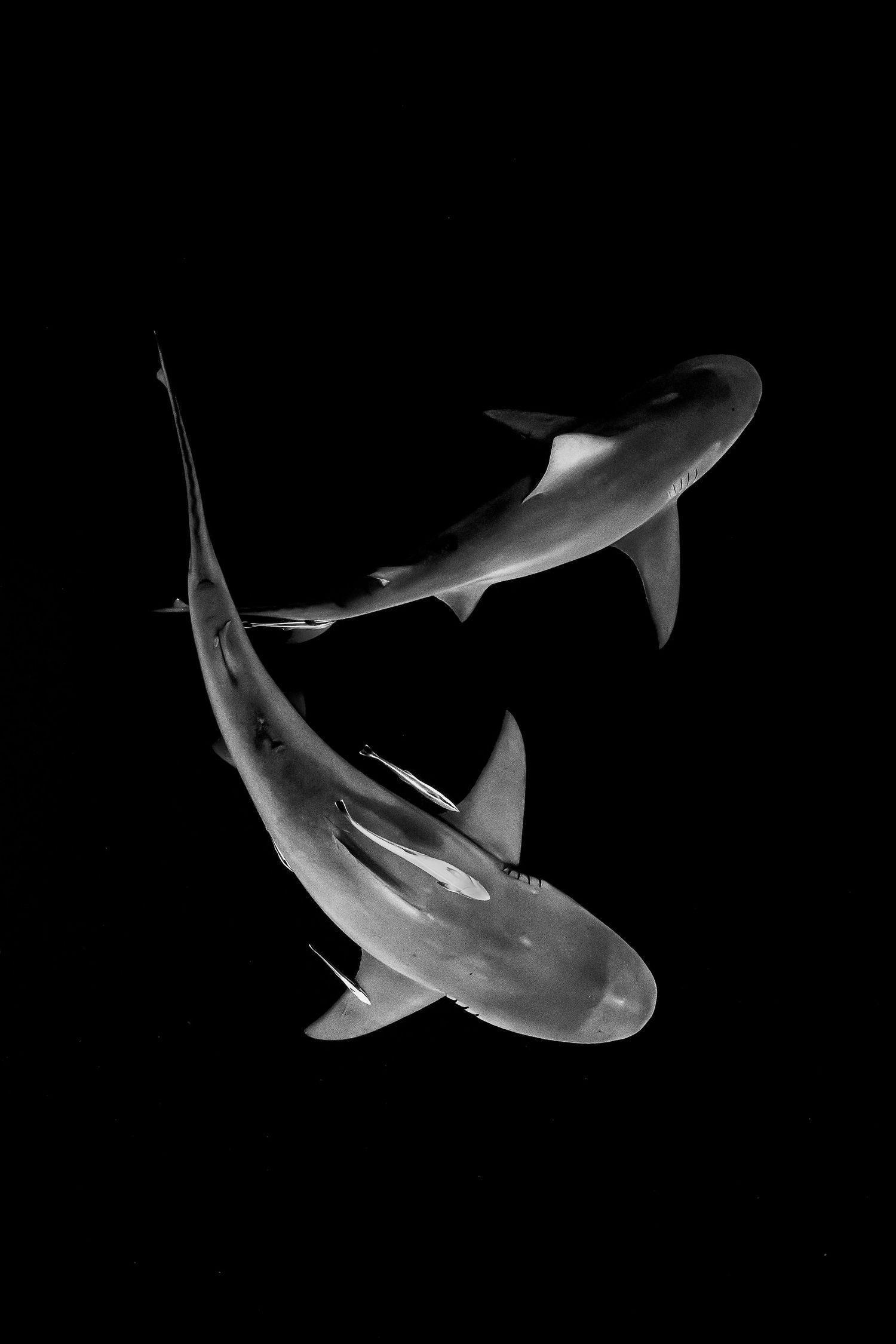 symbiotic sharks of Jupiter