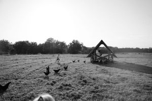 Wide landscape view of wooden shelter in field with chickens roaming.