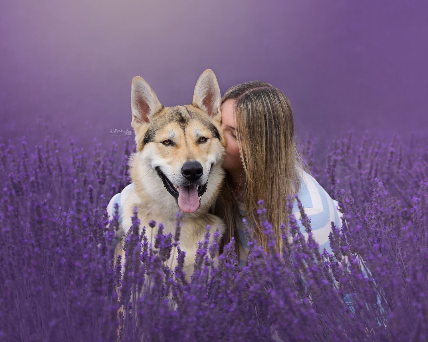 Shiba Inu dogs sitting in blooming purple lavender field during sunset.