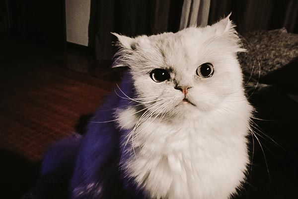 Gato Persa, pelo fotógrafo Isidro Dias