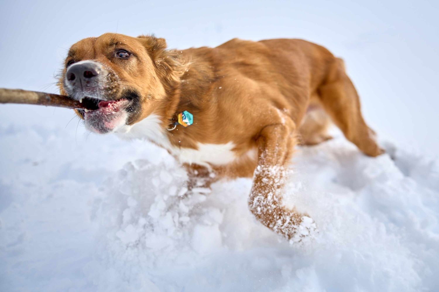 A dog runs in the snow with a stick during a pet portrait session