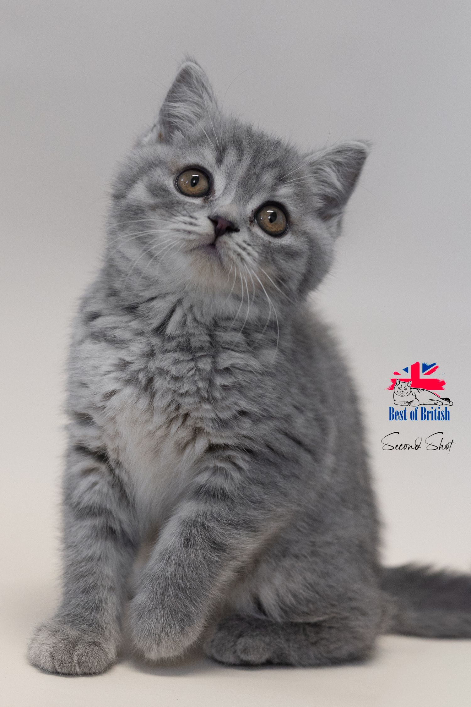 A small black British Shorthair kitten sitting upright on a white background, looking directly at the camera.