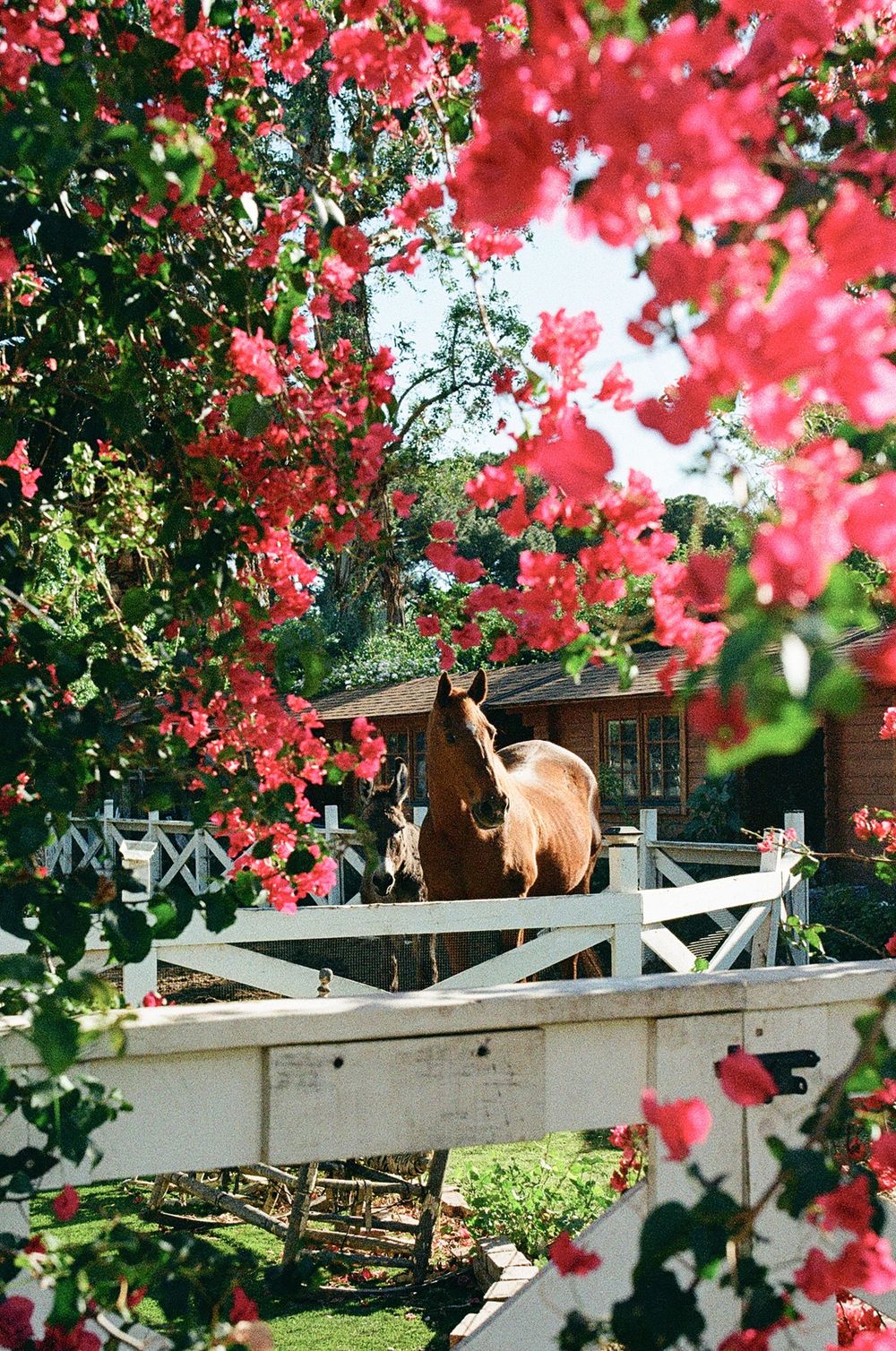 beautiful horse captured on film photography for a backyard wedding