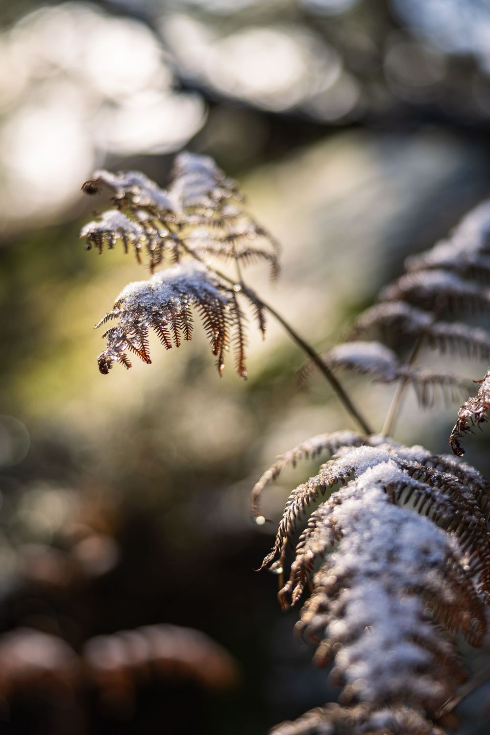 Autumn fern in the Forêt de Fontainebleau, France. Detail shot from the Tenaya Aruma campaign by Jan Virt.