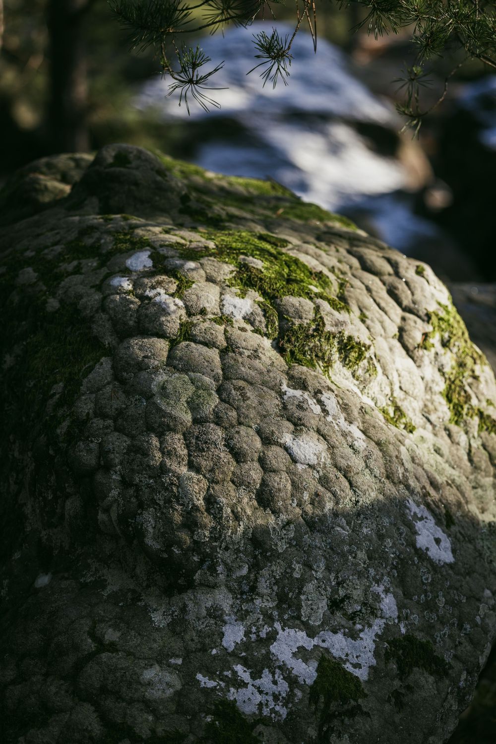 Fontainebleau sandstone boulders in the forest, France. Detail from the Tenaya Aruma climbing shoe campaign by Jan Virt.