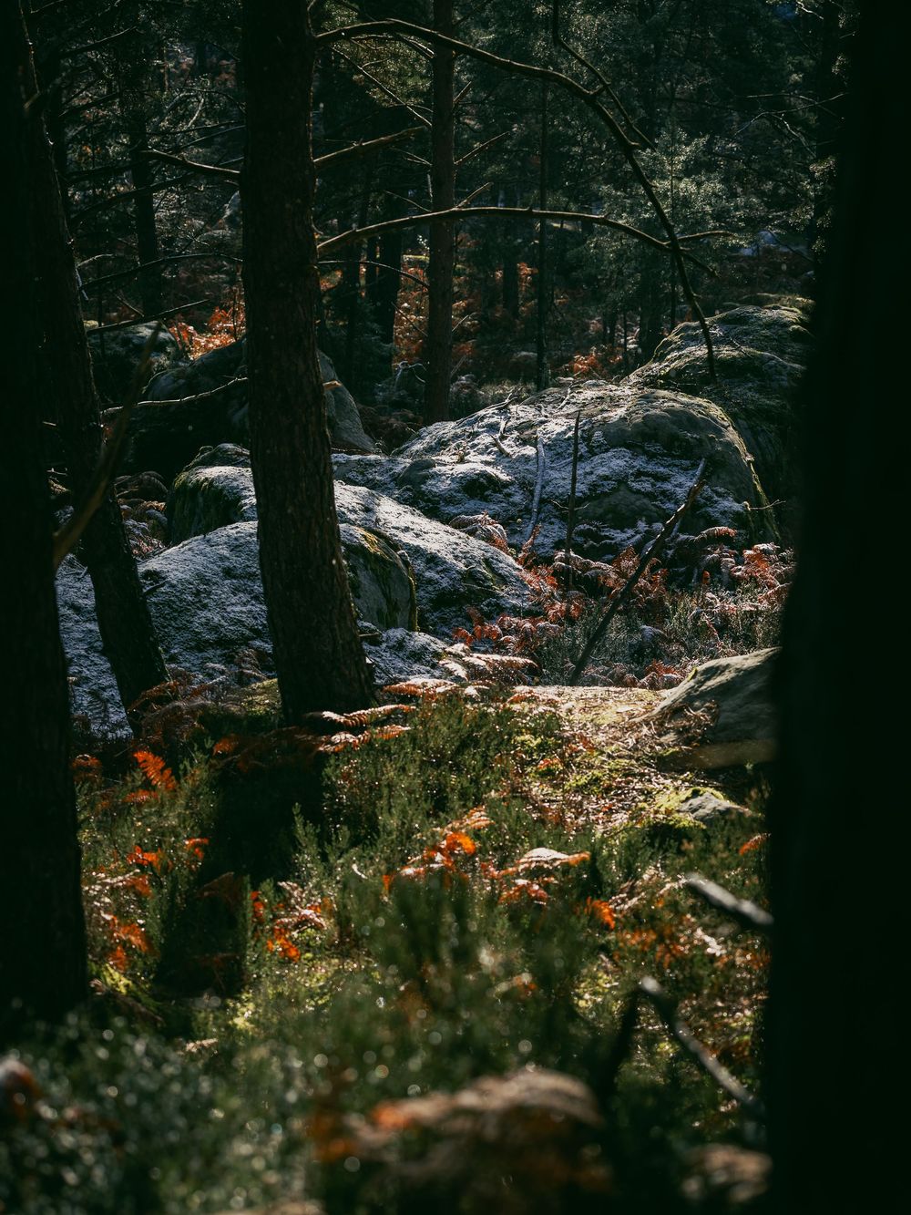 Foret de Fontainebleau in autumn with sandstone boulders and ferns. Landscape from the Tenaya Aruma campaign by Jan Virt.