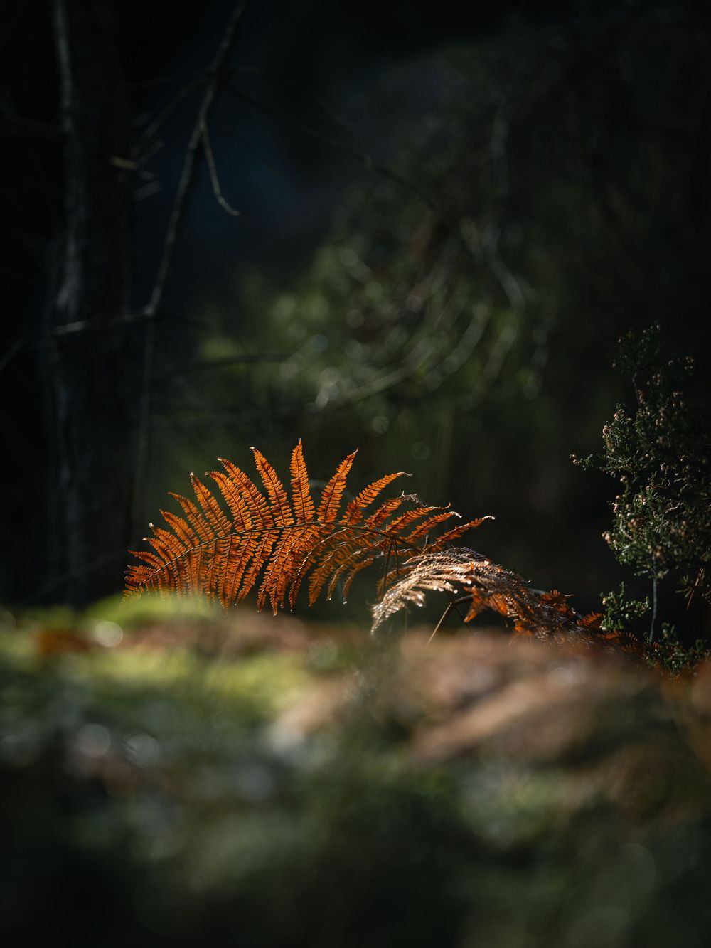 Golden fern in soft morning light, Foret de Fontainebleau, France. Detail from the Tenaya Aruma campaign by Jan Virt.